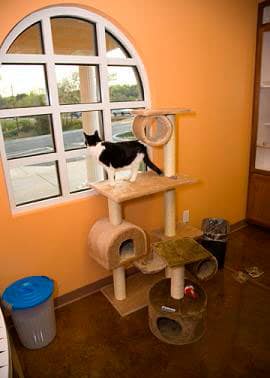 cat-boarding-1