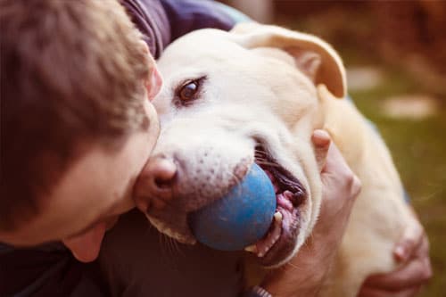 dog-boarding-3
