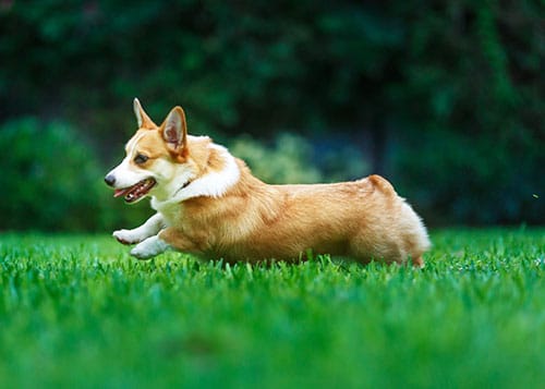 dog-daycare-3
