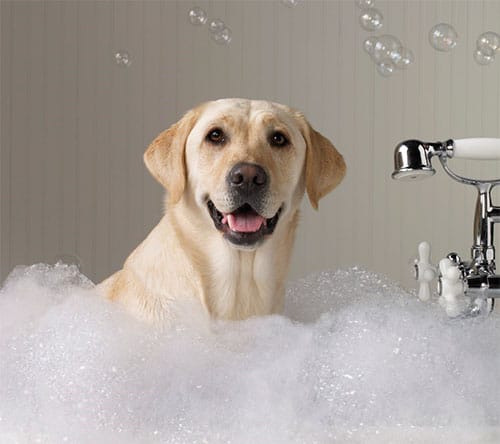 dog-grooming-1