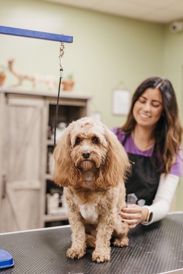 dog-bathing-new2 Groomer working with a dog