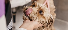 Groomer working with a dog