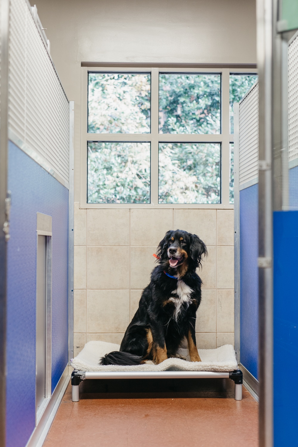 Dog in a kennel