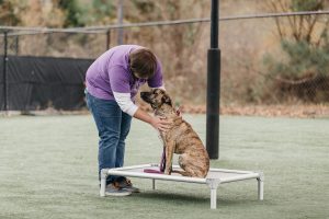 Trainer working with a dog