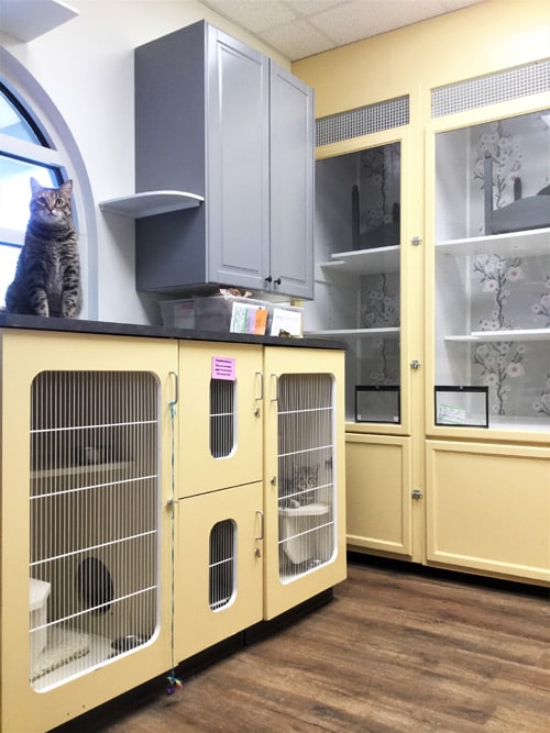 Luxury Cat Boarding in Mooresville NC Pampered Pets Inn