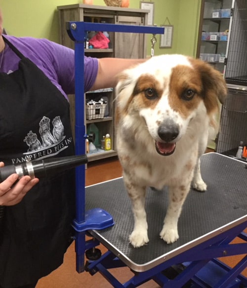 Dog Bathing Services in Mooresville NC Pampered Pet s Inn