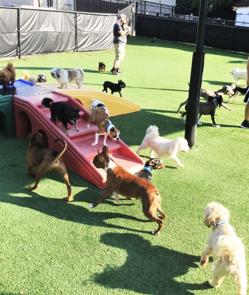 Luxury Dog Boarding in Mooresville NC Pampered Pets Inn