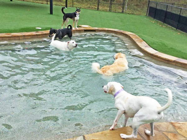 image-IMG_6214-min dog boarding at pampered pets inn
