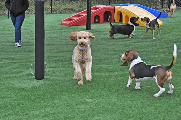 image-daycare-DSC_0742-min dog daycare