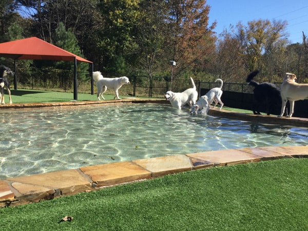 image-daycare-IMG_6053-min dog daycare pool