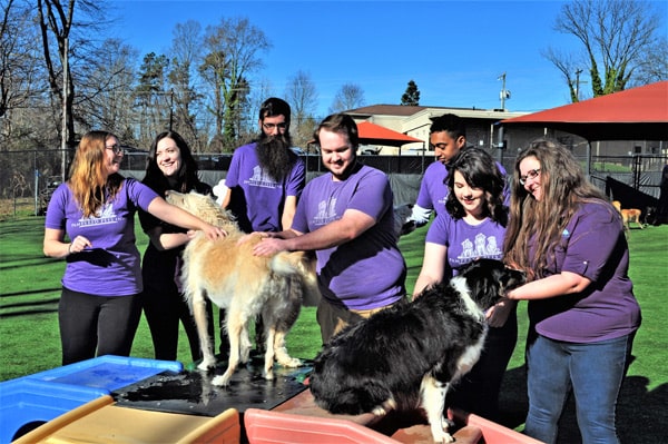 image-DSC_0044-min team and dogs