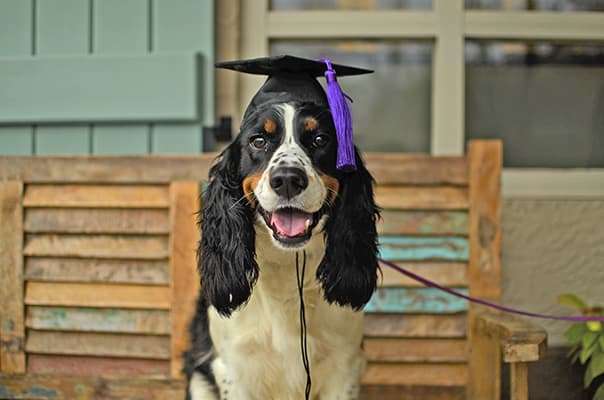 Dog Training College Station