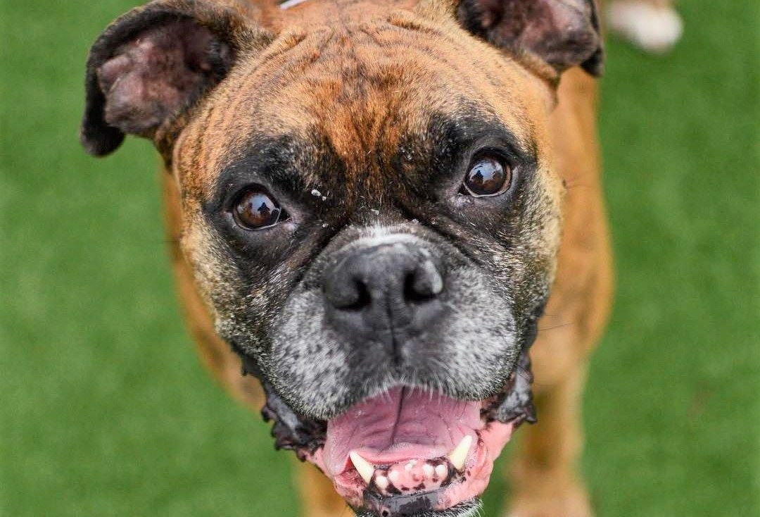 close up of a dog's face