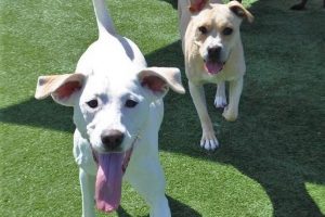 dogs playing in the yard