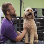 groomer working with a dog