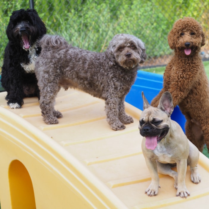 Luxury Dog Boarding in Mooresville NC Pampered Pets Inn