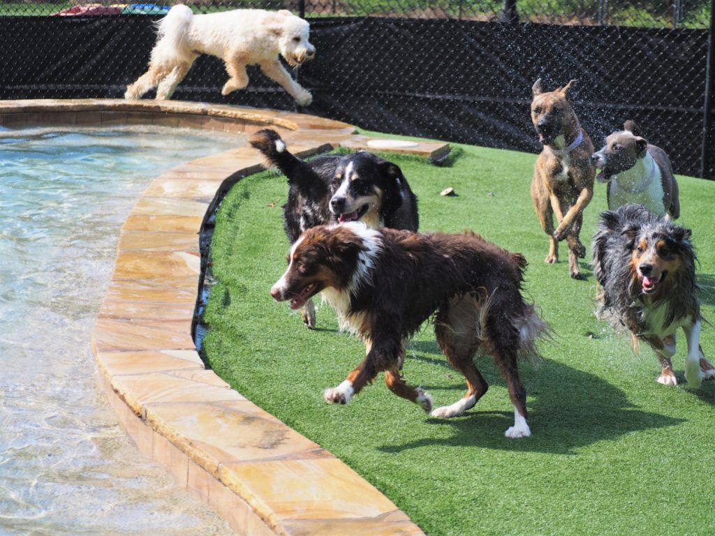 Fun and Safe Dog Daycare in Mooresville NC Pampered Pets Inn