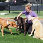 dogs and staff member playing outside