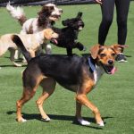 dogs playing in the yard