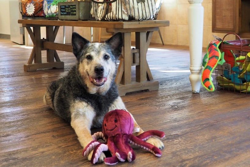 dog with a stuff octopus