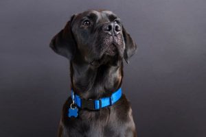 Standard Dog Collar