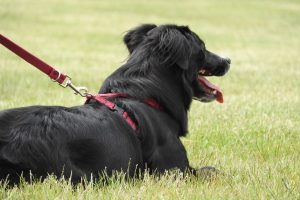 Dog Harness