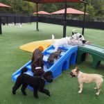 dog daycare