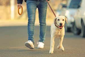 trainer walking dog on leash