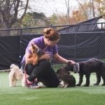 dogs and a staff member on the playground