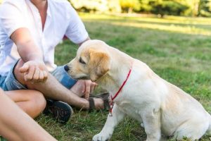 puppy socialization