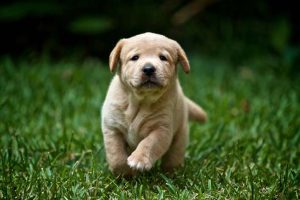 puppy socializing