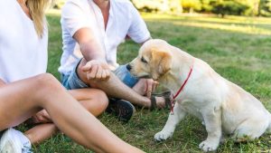 puppy socializing