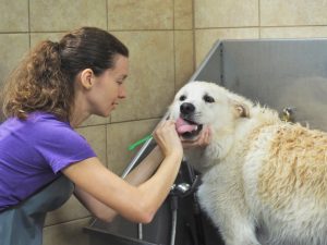 Dog teeth brushing