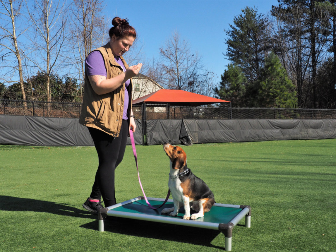 Professional Dog Training in Mooresville NC Pampered Pets Inn