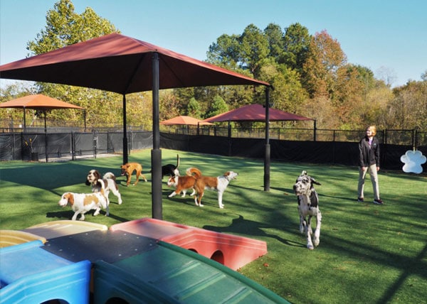 Dogs in daycare