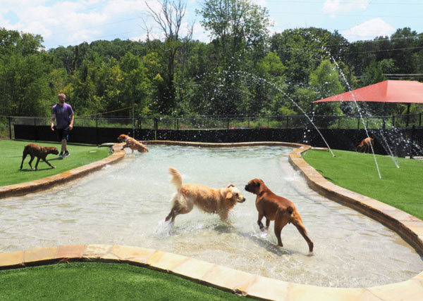 Dogs playing in the pool