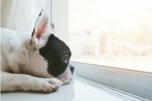 dog looking out a window