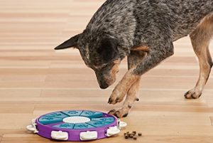 dog playing with interactive toy