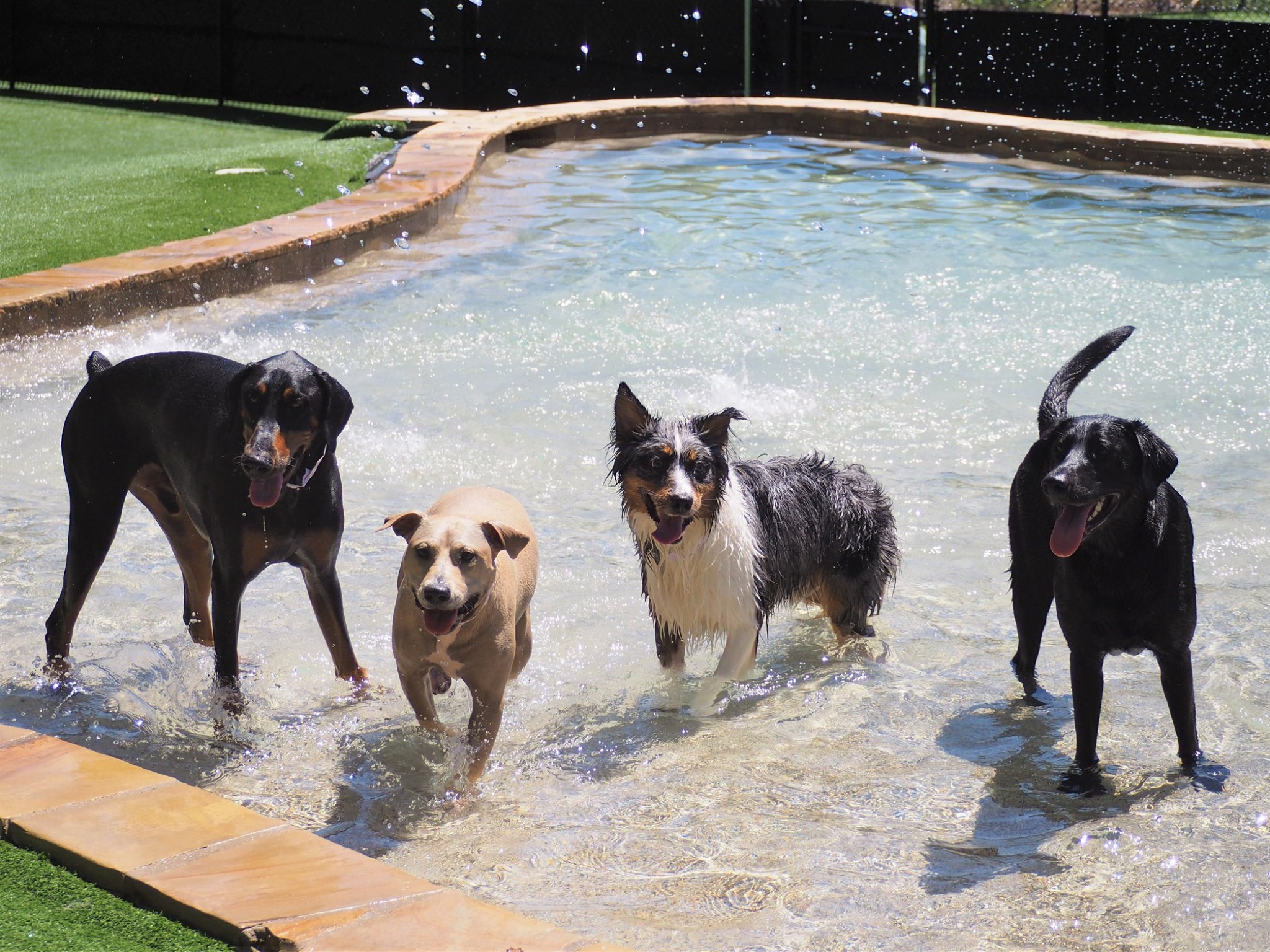 dogs playing in the pool