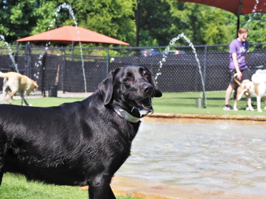 black dog playing in the pool