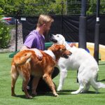 dogs and staff member playing outside