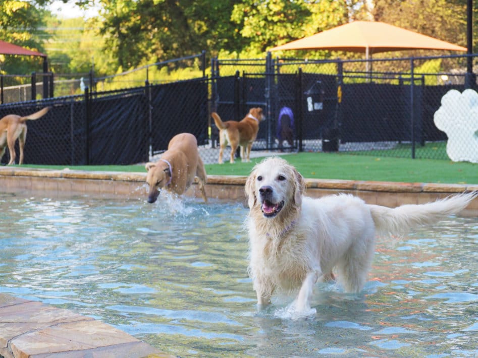 dogs in the pool