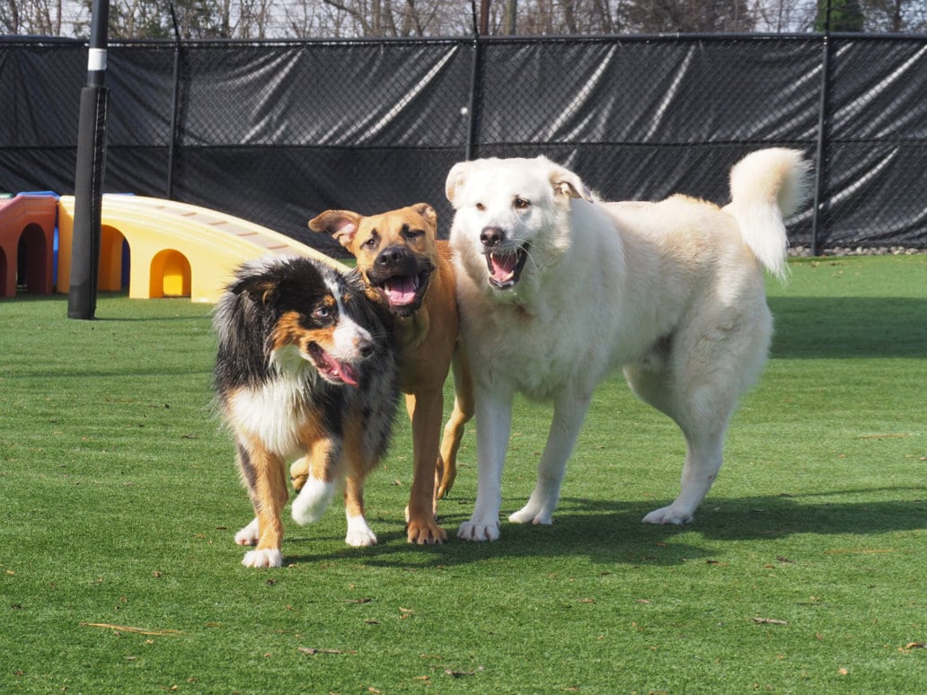 dogs on the play yard