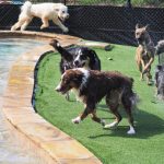 dogs playing in the pool