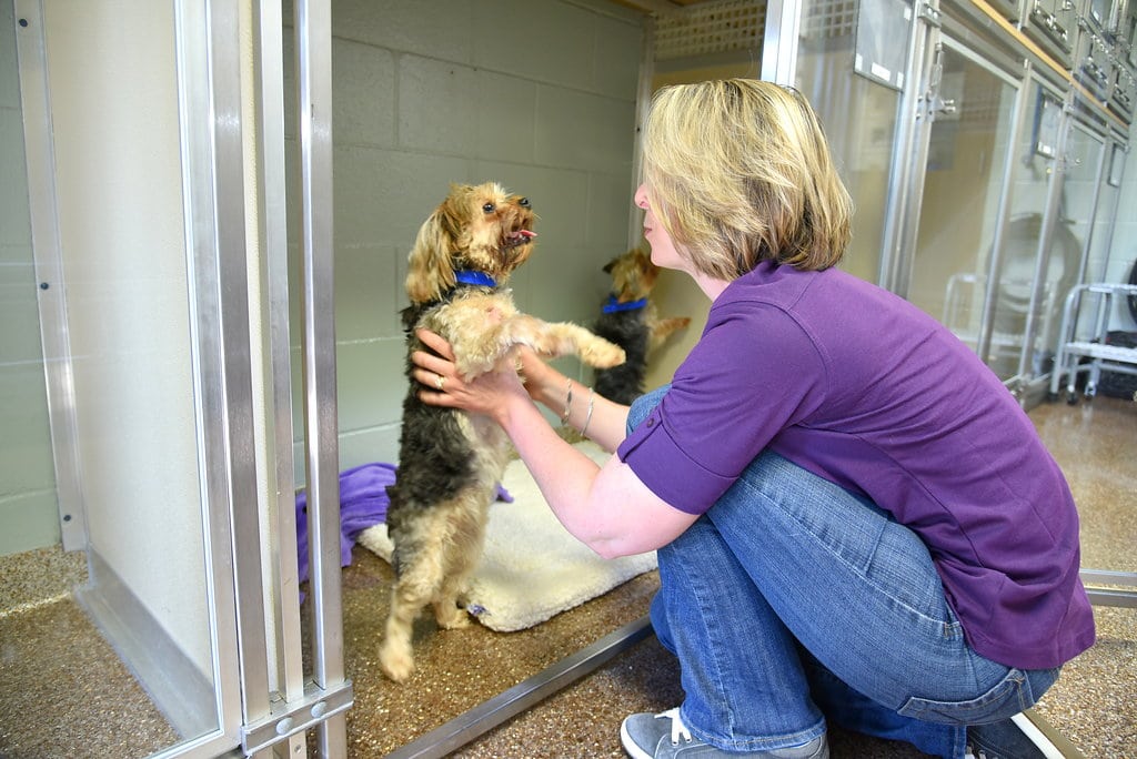 staff member with puppies in the kennels