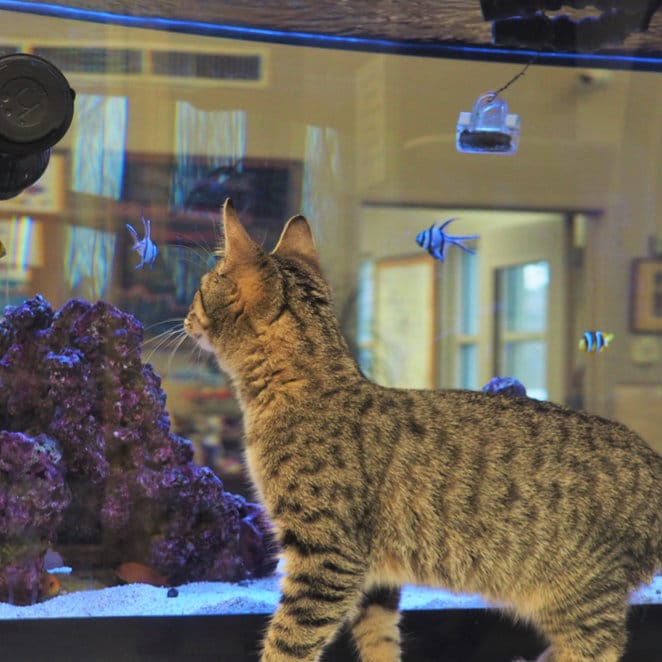 pampered cats boarding cattery