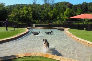 dogs playing in the pool