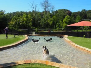 Dog pool