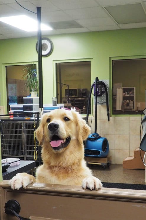 Client Reviews Pampered Pets Inn