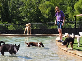 dogs at the pool with staff